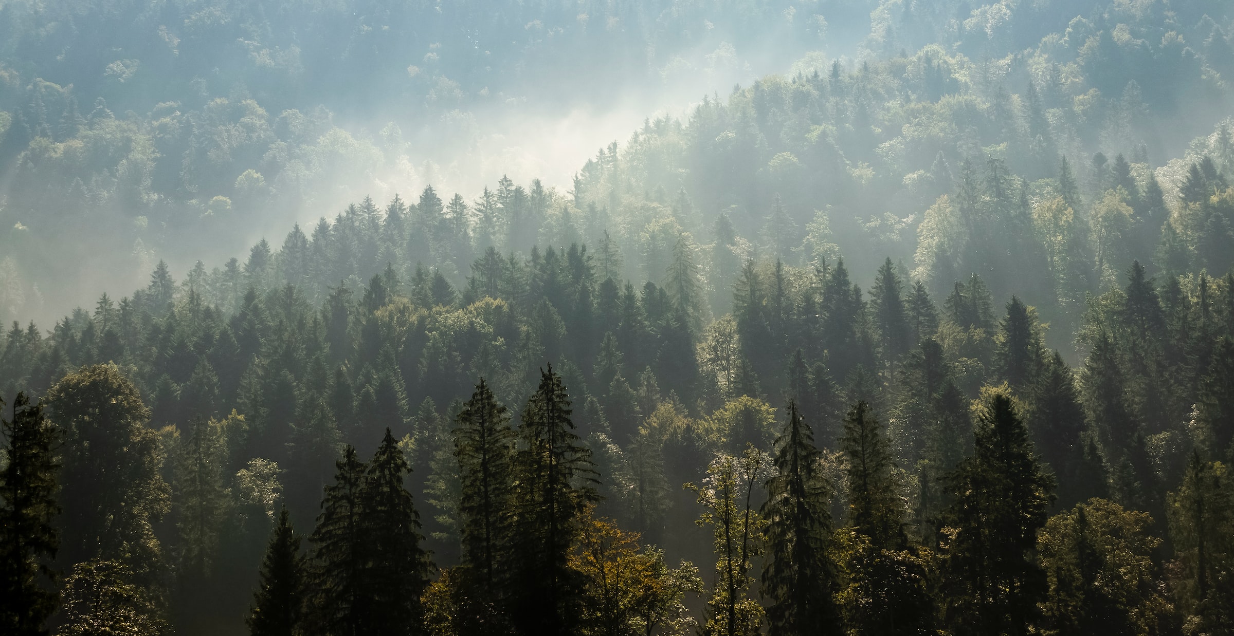 Mountainside of evergreens in Washington.